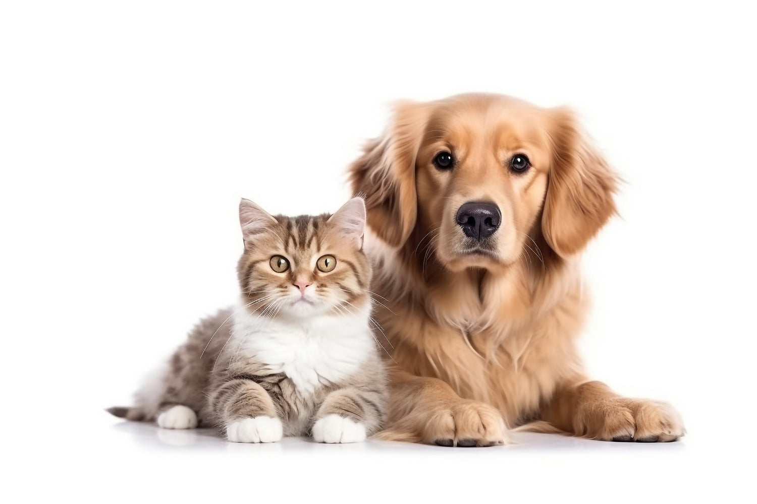 PET SUPPLIES